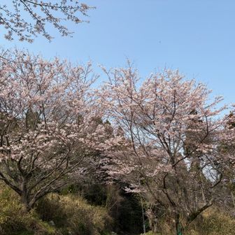 やっと下山。こっちの方が咲いてる。