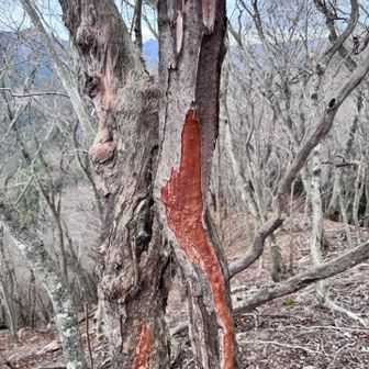 クマかなと思ったけど、ただ剥がれてるだけだだなこれ。