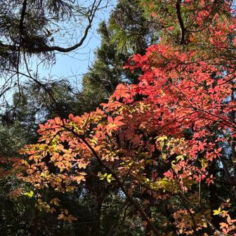 ここからは紅葉狩り🍁