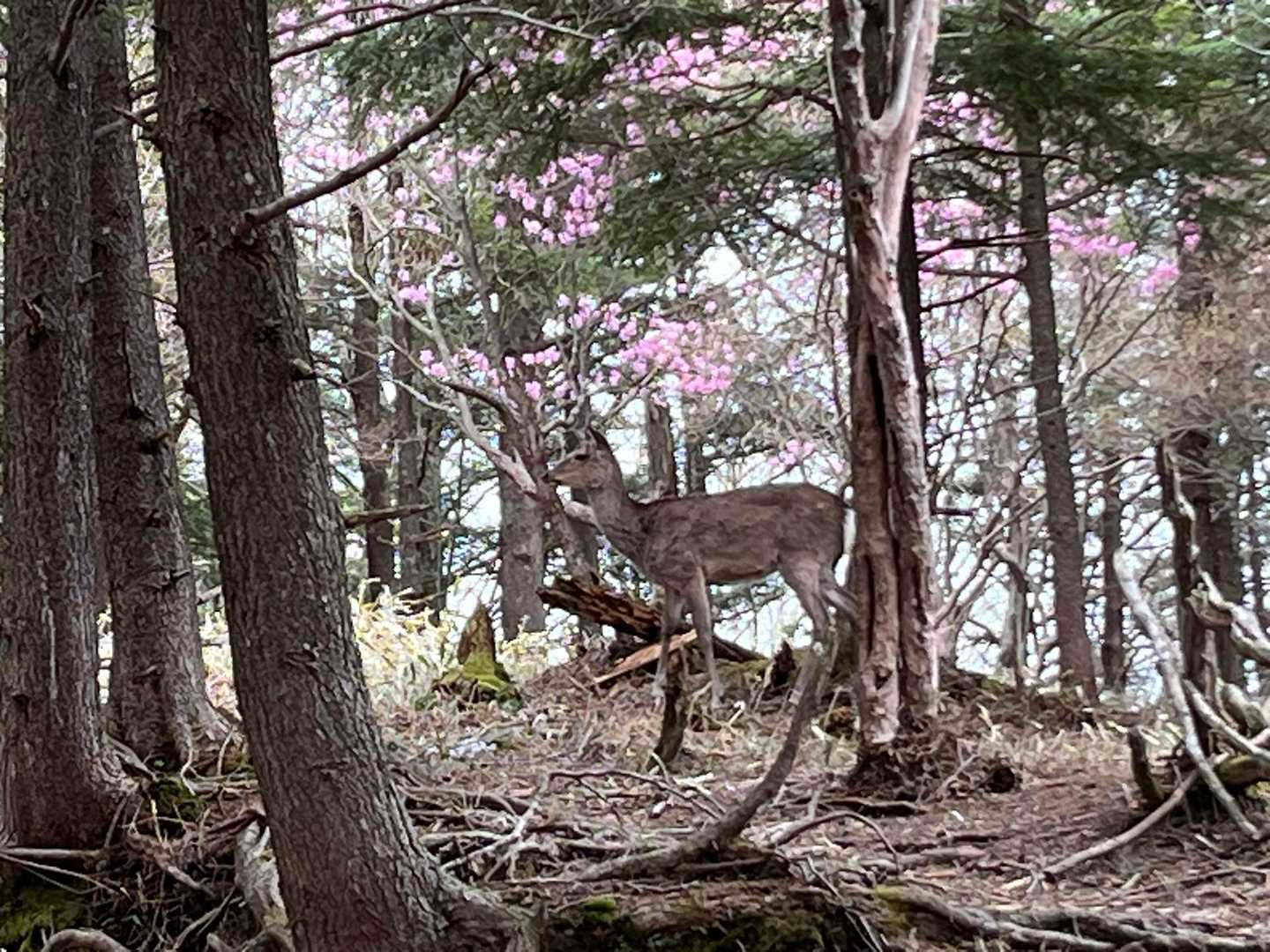 またまた遭遇✨