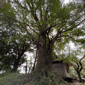 弘法山まで戻ってきました。
大きな銀杏の木があります。