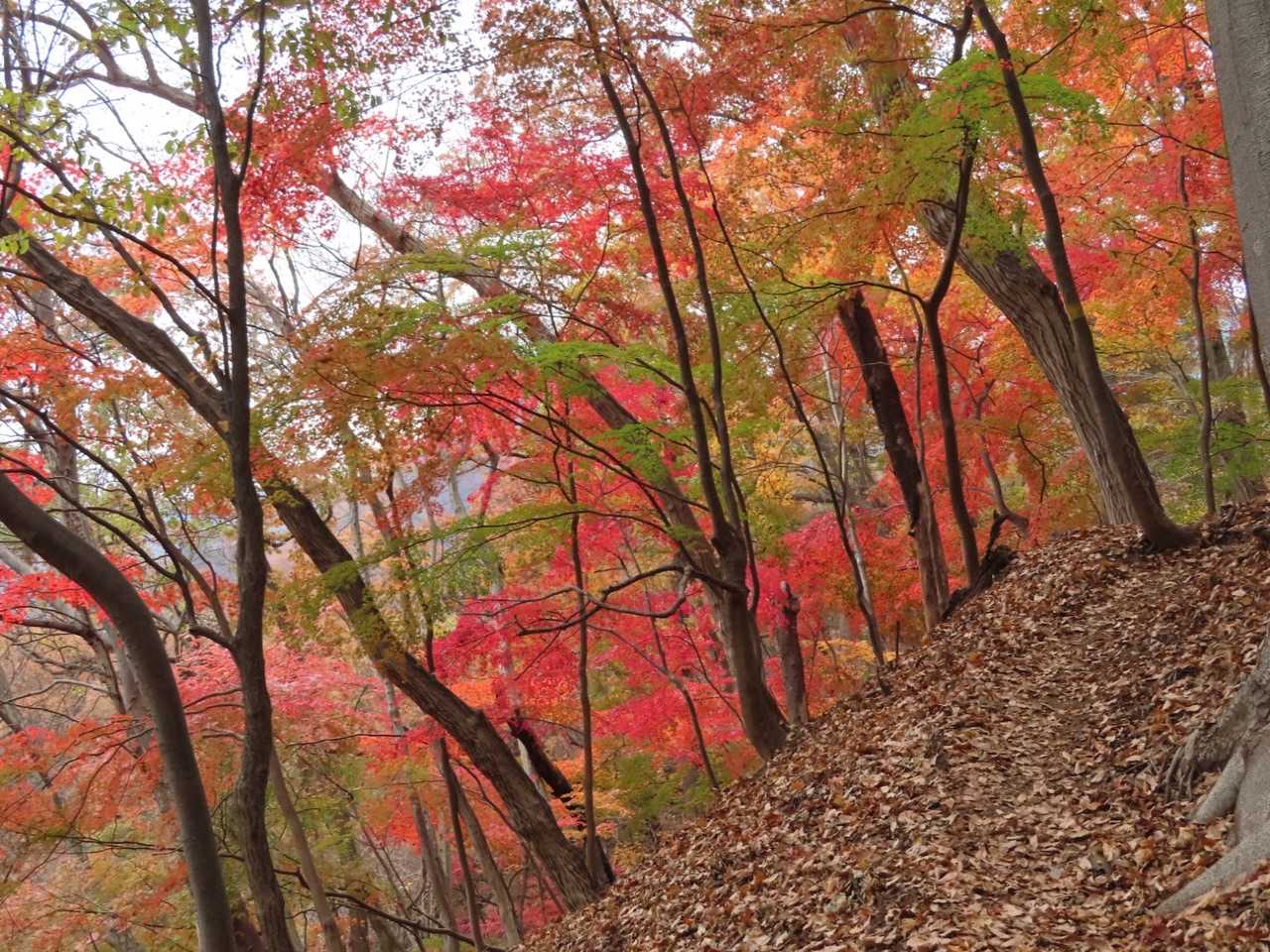 丁須の頭登山口-馬頭観音-もみじ谷-三方境-谷急山 往復コースの写真
