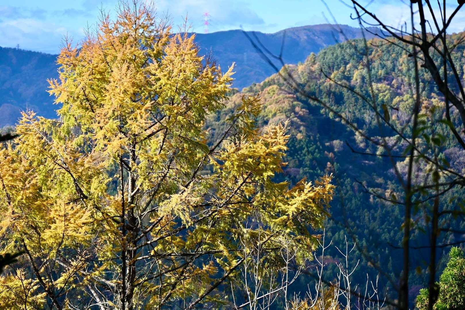 絶好の里山ハイク日和

紅葉を楽しめる尾根歩きです

すれ違ったハイカーさんはごく僅か
ホントに静かな登山道だ