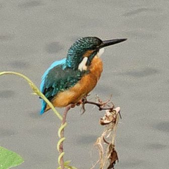 100迷山探しのてくてく山歩き