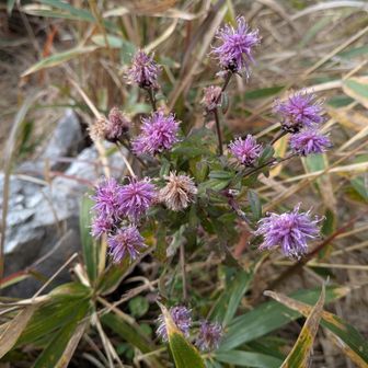 ミヤコアザミ．．ﾗｼｲ