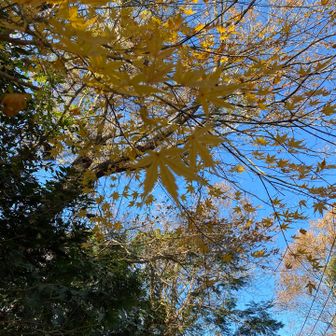 黄色🟡
ま、散策ということで🍂
（長いルートミスだったな…笑）