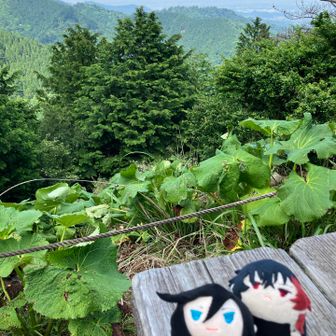 景色にピント