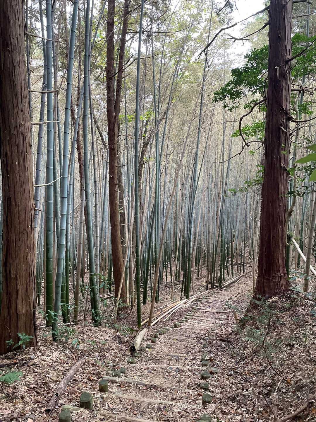北腰越-繖山 往復コースの写真