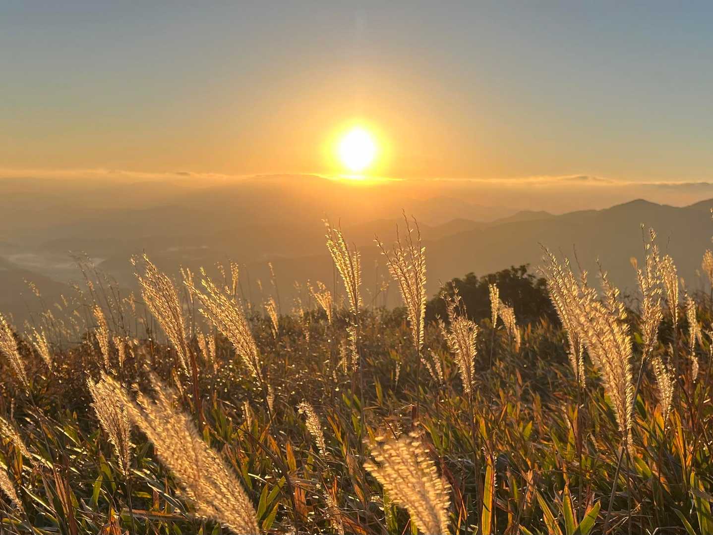 朝夕の太陽とススキの幸せな関係。