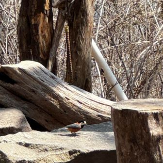 ナッツを買おうと思ってたけど忘れた