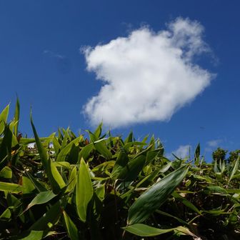 笹と雲