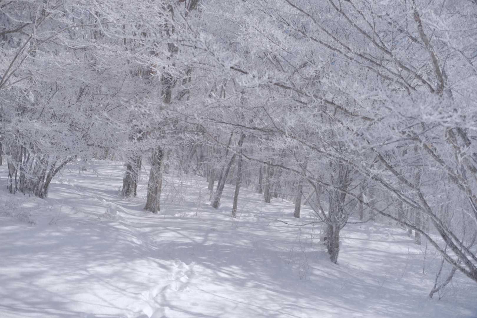 わずかな吹雪く瞬間を撮ったり