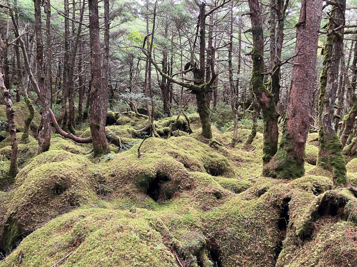 白駒池コース | 苔むした原生林と神秘の水面。北八ヶ岳特有の情景を見下ろす岩峰の写真