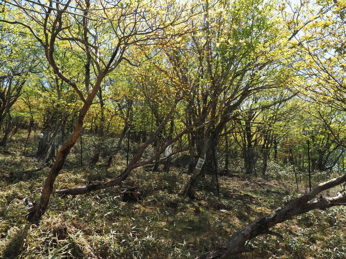 シカによる食害から植生を保護するための防護ネットが設置されている
P1460前後に何ヶ所か設置されていた
