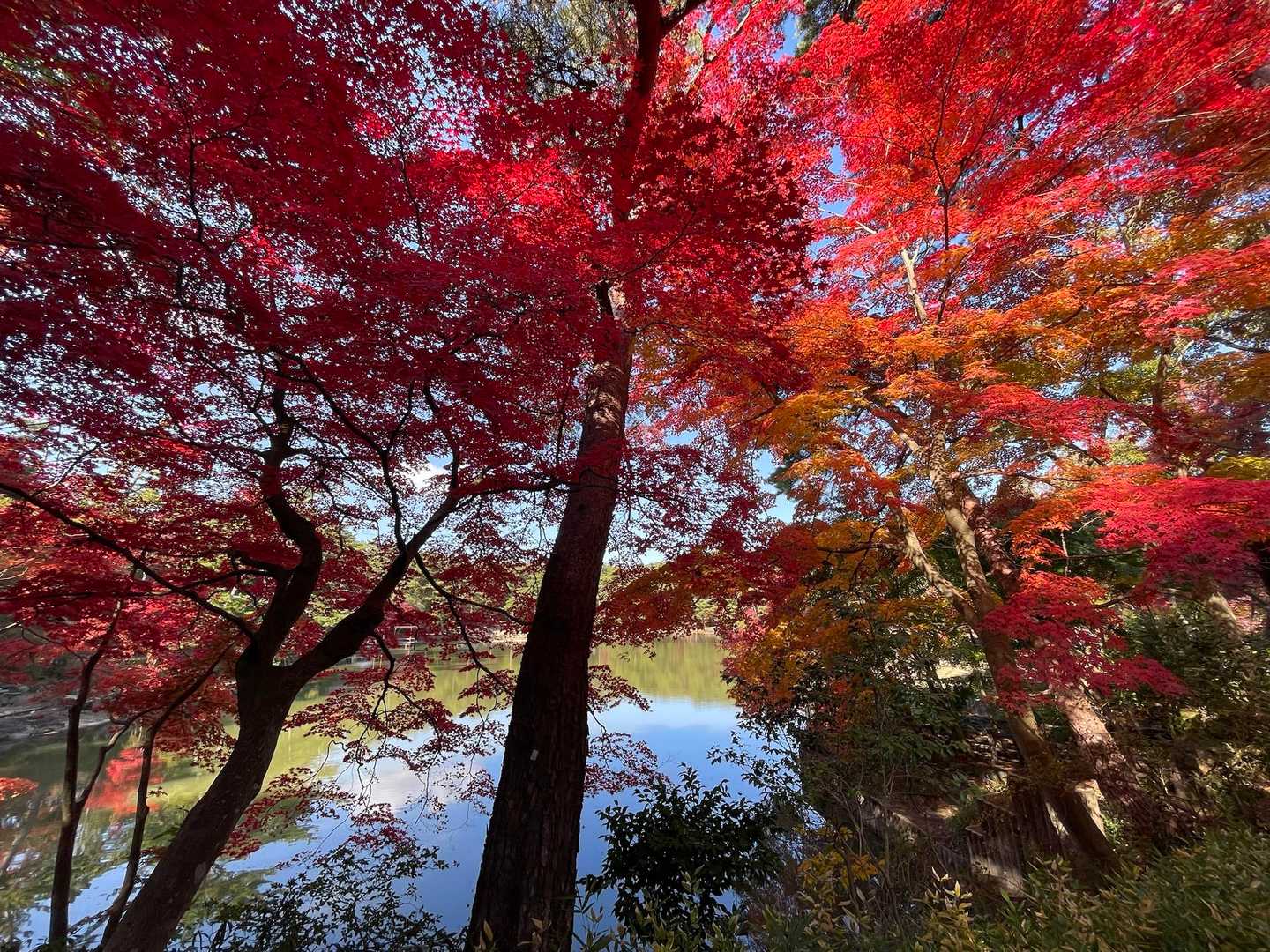 鍋蓋山-再度越-再度山 周回コースの写真