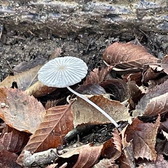かわいい🍄