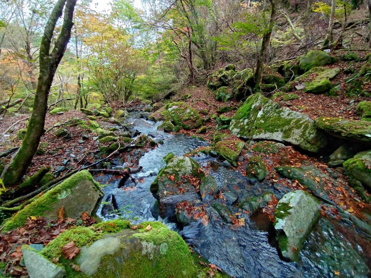 渡渉
水量多く苔むして岩で滑りそうでした😅