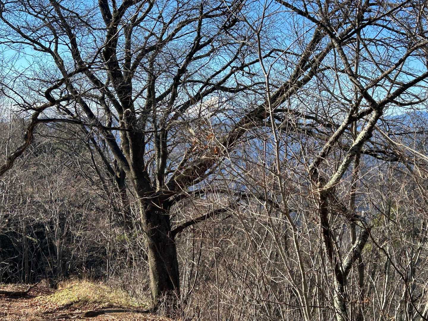 富士山は枝に紛れています☝️