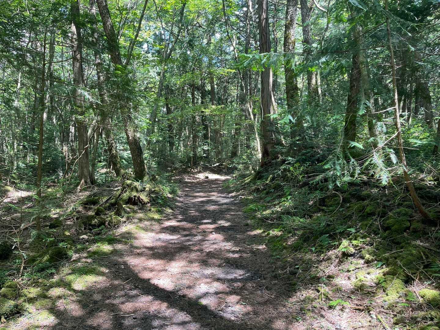 【フラット登山】日本最強の異世界　富士樹海をくぐり抜けるの写真