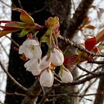山頂の桜も今日開きそうやね