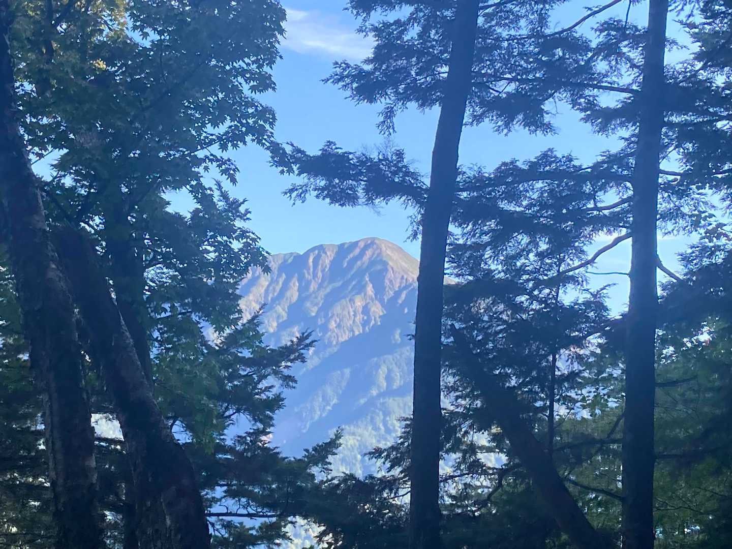 木々の間から聖岳⛰️