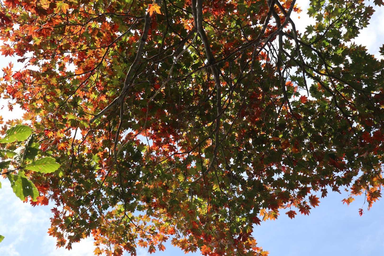 色付いてきた🍁