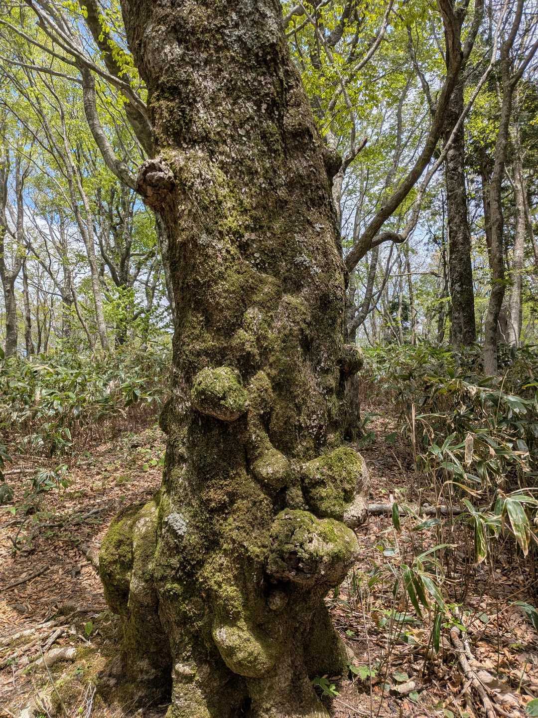 コブコブの木過ぎたら