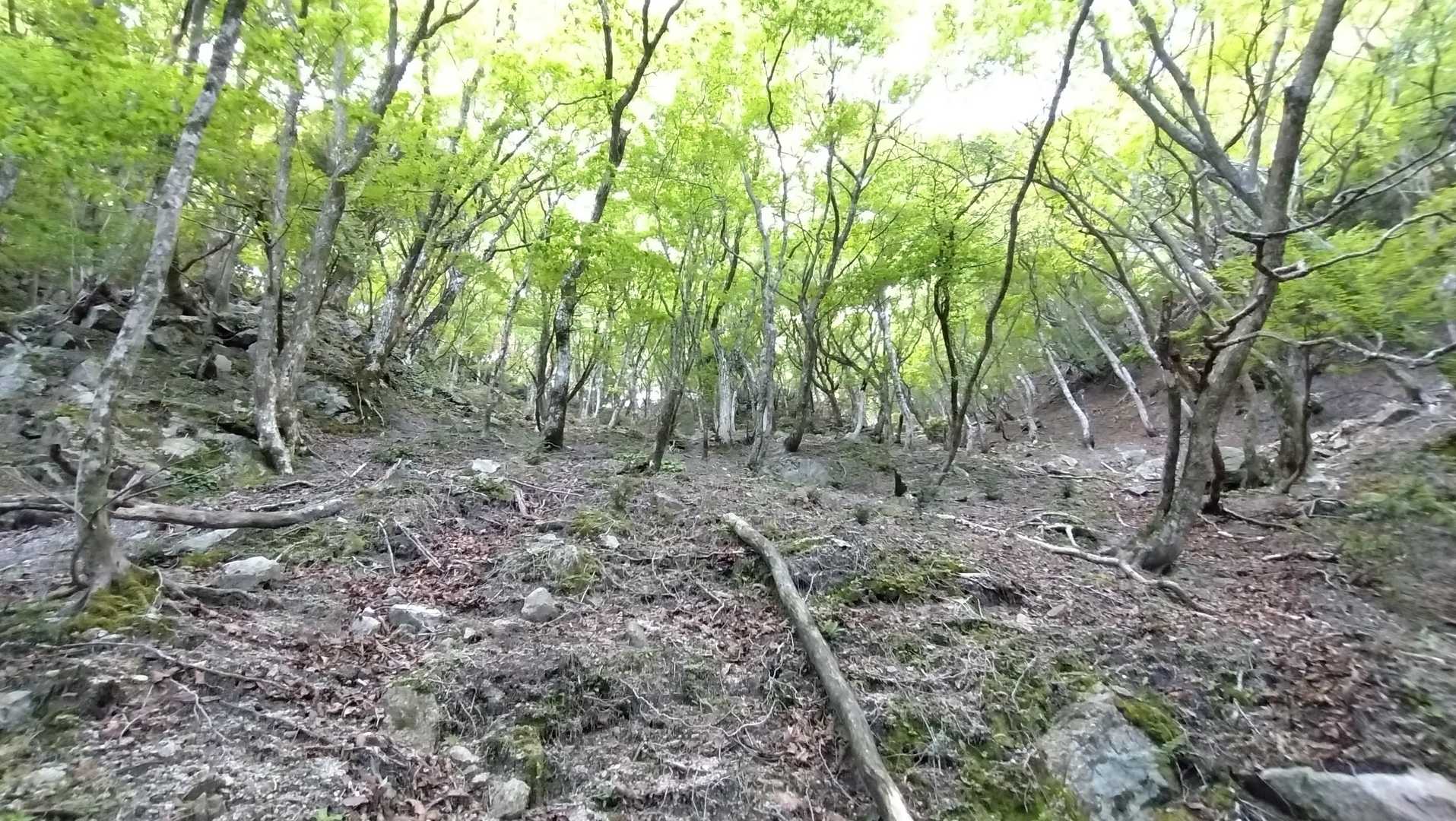 木陰が多いのと沢が近いので、こちらのルートの方が涼しい😄