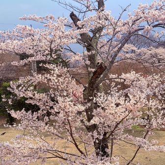 　　　　満開だ〜　って感激してられん
　　　　鶴見岳登山口の神社に向かわねば💦