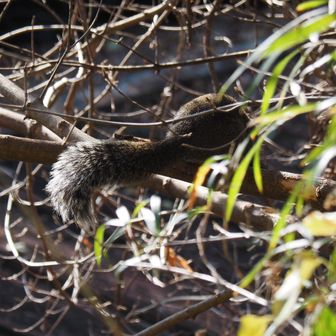 しっぽフッサフサ