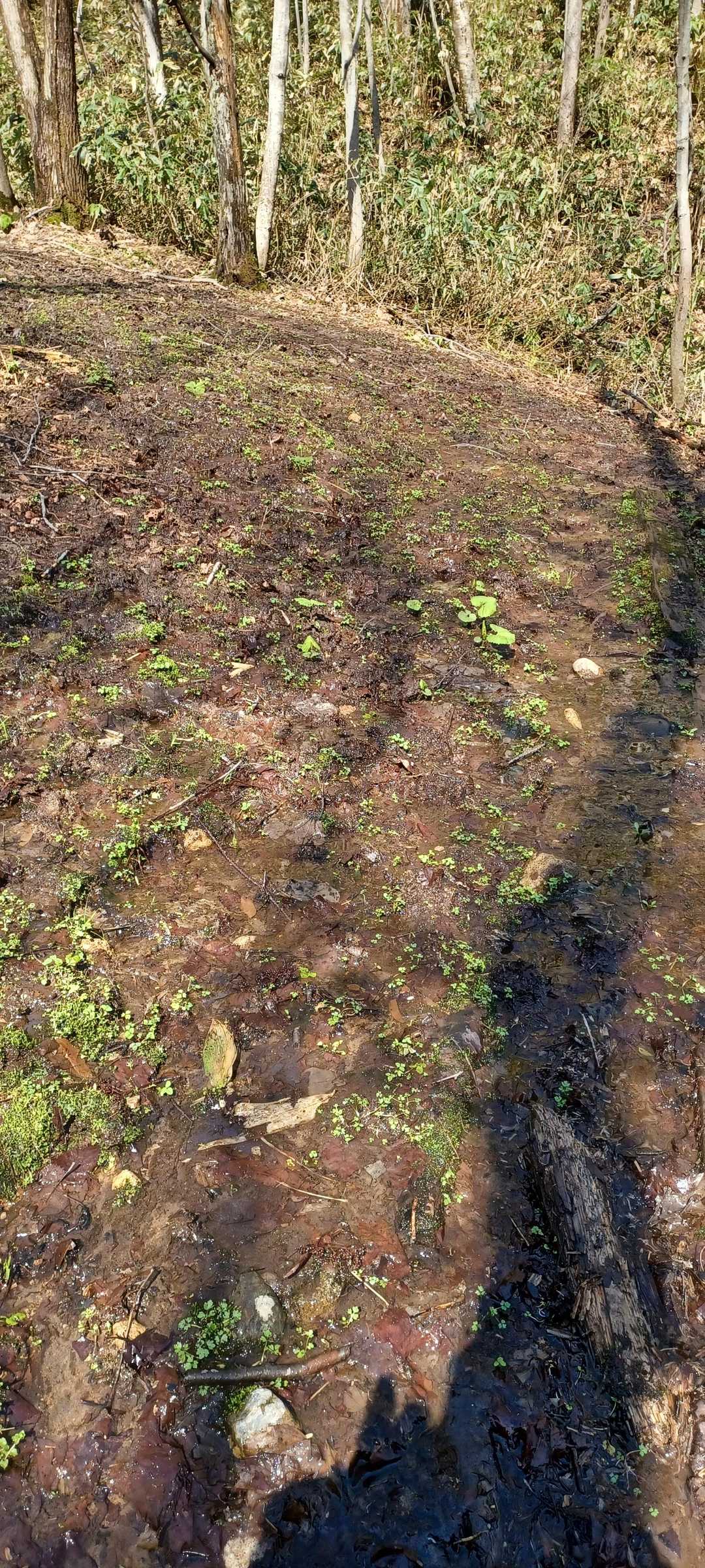 この辺りは一面ぐちゃどろ…