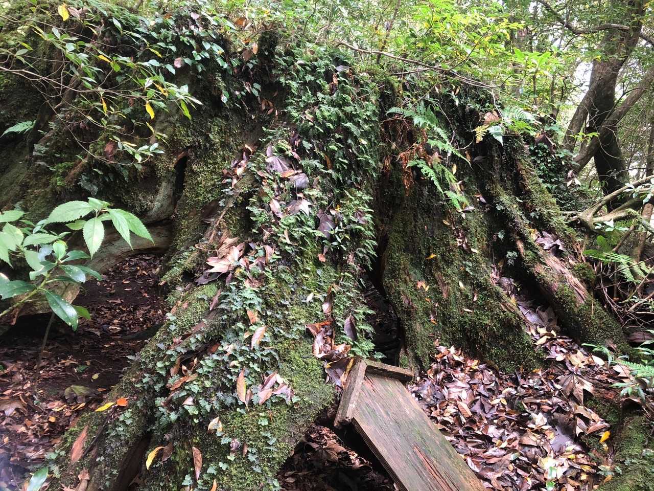 しるべの木(標高900)
杉の切株に
榊やサクラツツジが着生して
生命力に溢れてる♪