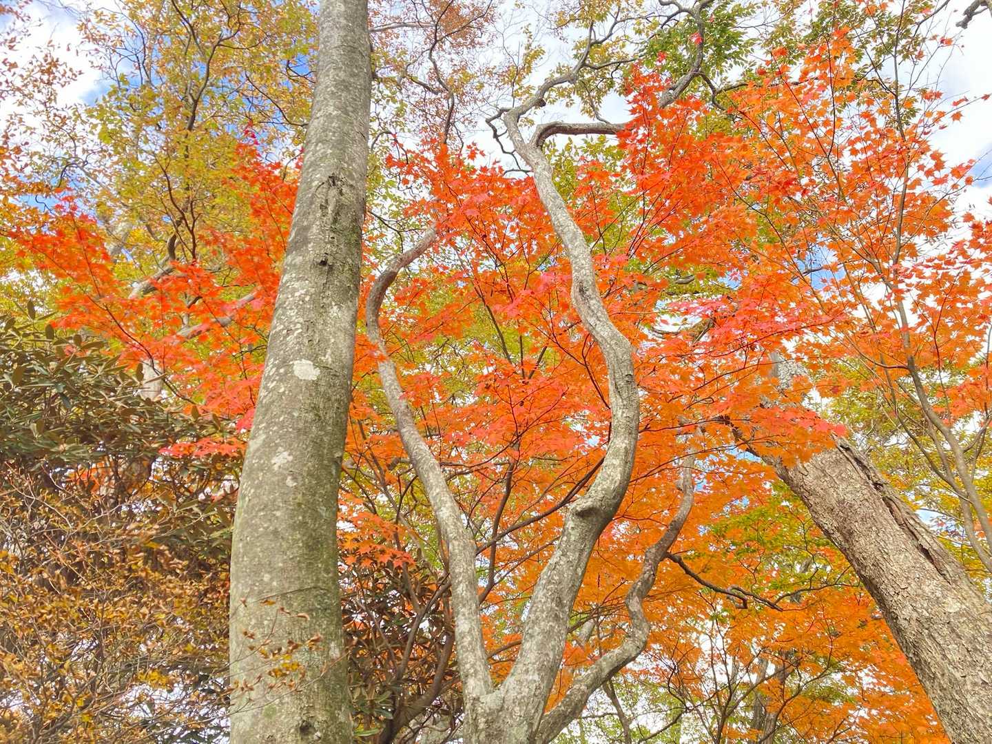 まあ🍁紅葉🍁🟥