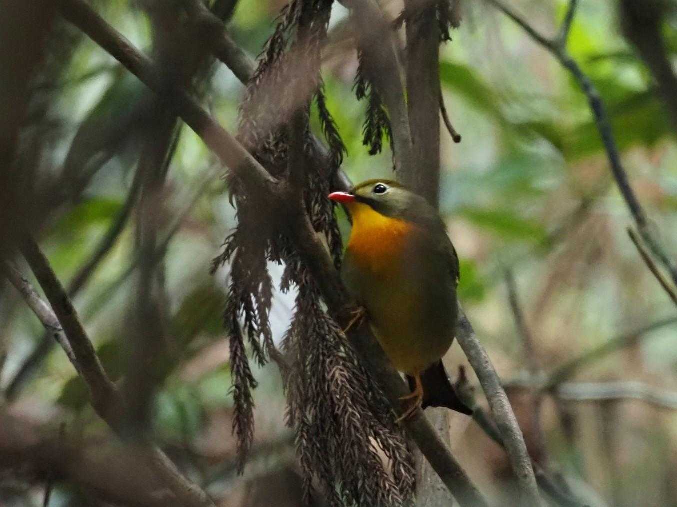 ソウシチョウ🐦️