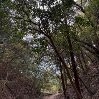 樹林に守られてる🌪️