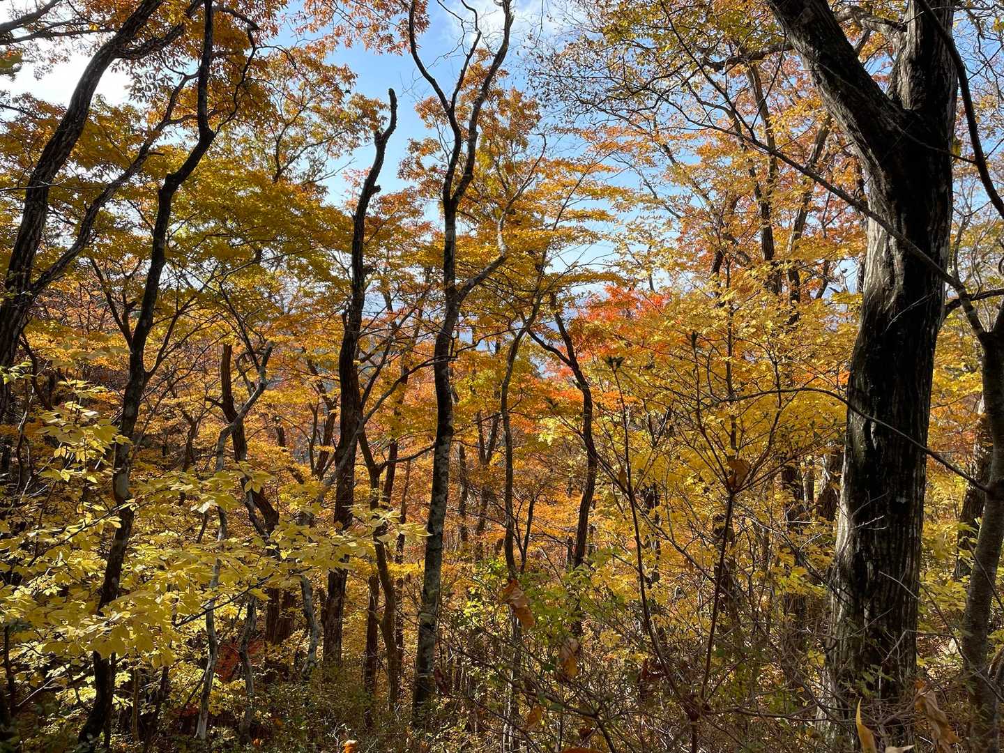 下りの紅葉🍁も素晴らしい👍