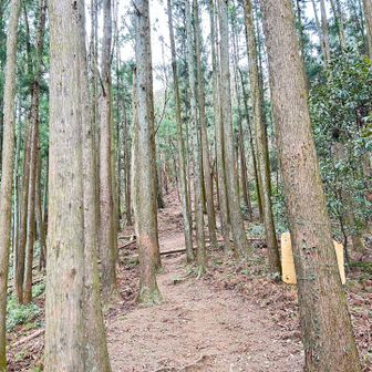 わかりやすいコースをひたすら上ります