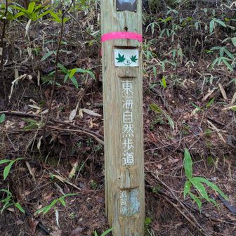 東海自然歩道なので歩きやすい道です😊
分岐で矢筈ヶ岳に向かってる時に時間がありそうだったので、この分岐から少し足を延ばして先に太神山に向かいます🥾🥾
