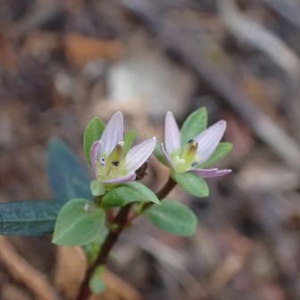 センブリだと思うのですが葉が丸いです？！🙂