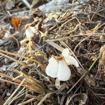 山頂手前で氷華発見✨

やっと会えた氷華ちゃんに感動です☺️