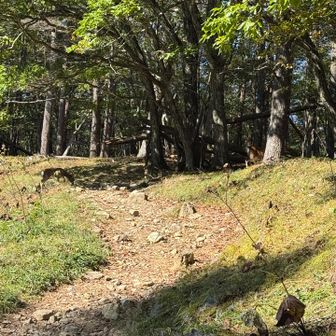 鹿は単独では行動しないと聞いていたので、待っていたら子鹿が着いてきました。子鹿のお尻の撮影に成功📸
