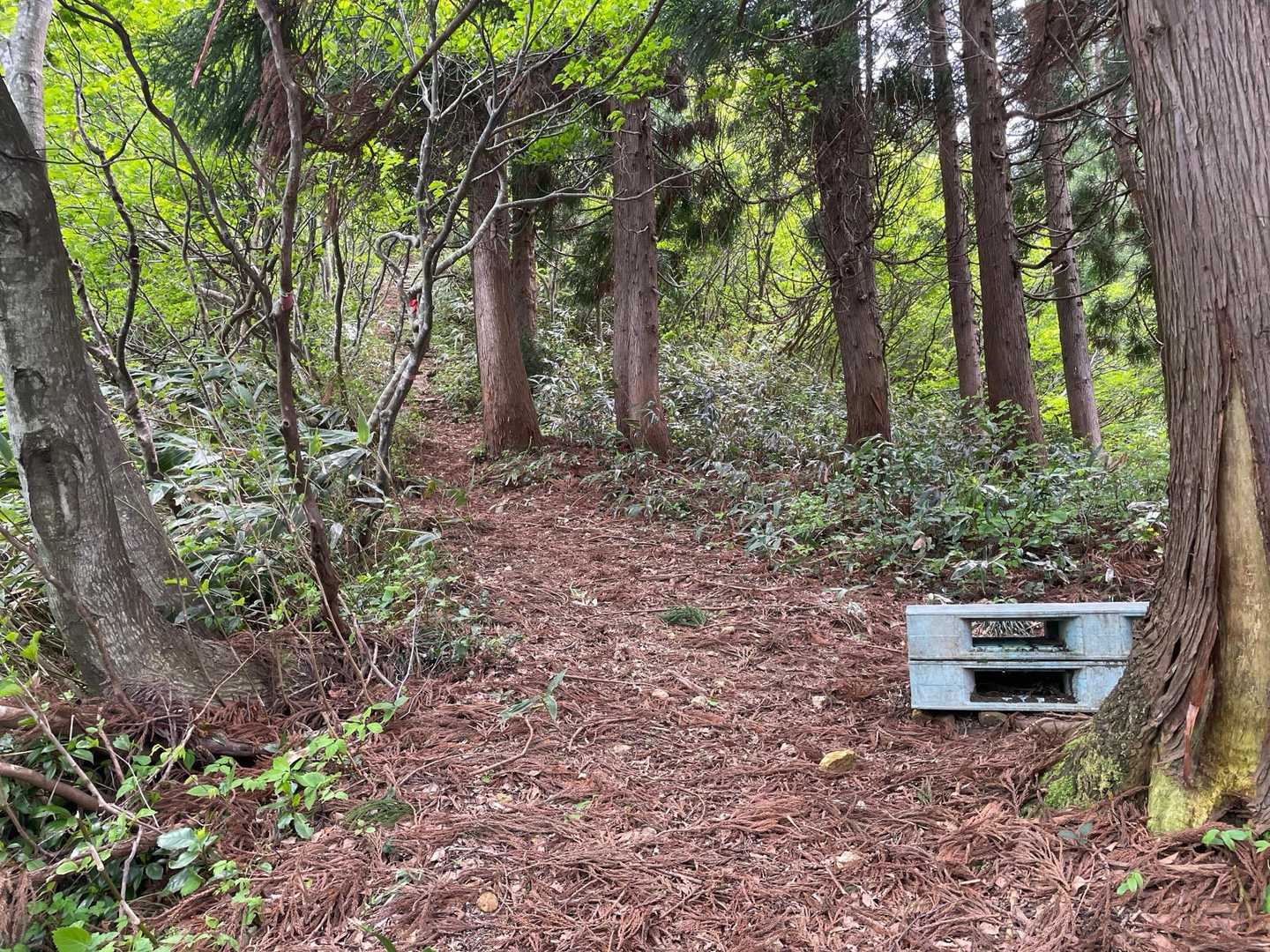 このパレットが現れたら急登の始まり始まり〜。