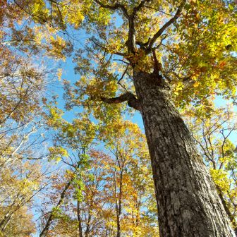左門岳 コナラらしからぬ、まっすぐ伸びた幹です。
