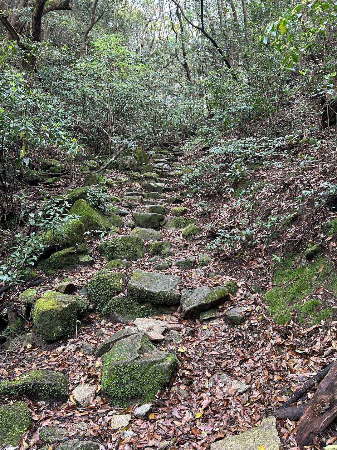 丸山キャンプ場登山口-丸山 周回コースの写真