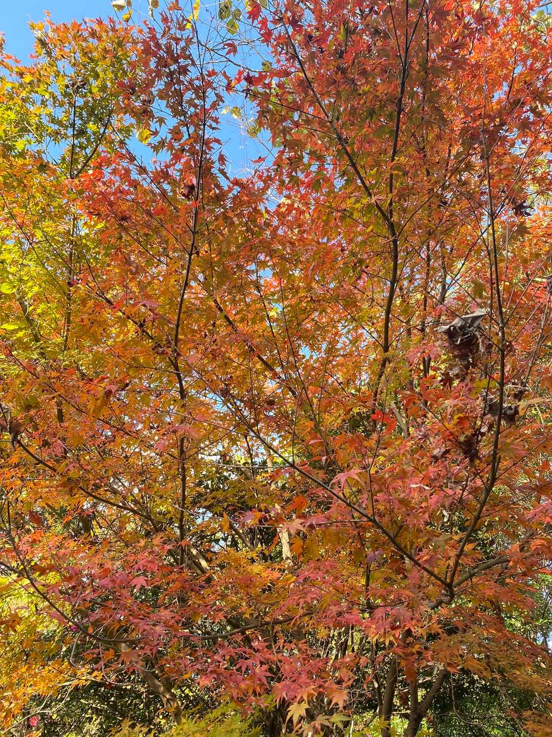 桜谷遊歩道登山口-五ヶ山 周回コースの写真
