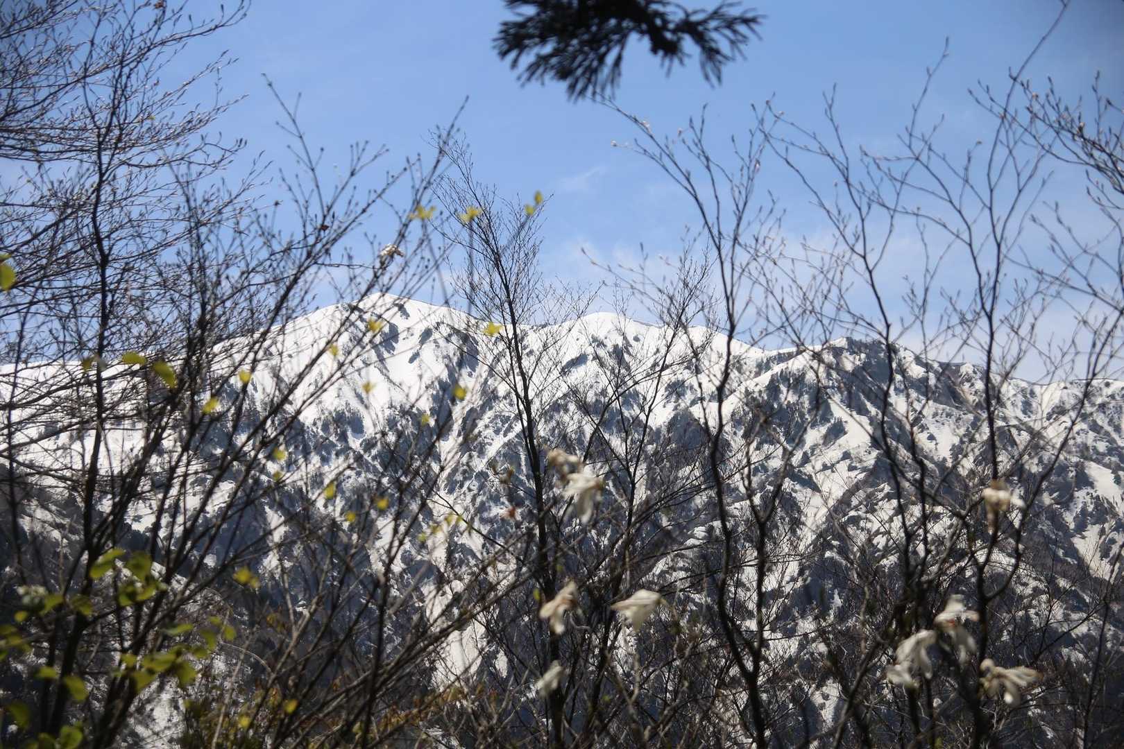 おっと、大日様も見逃さないぜ📷
ピント合わせてないけど、タムシバ手前にあり。