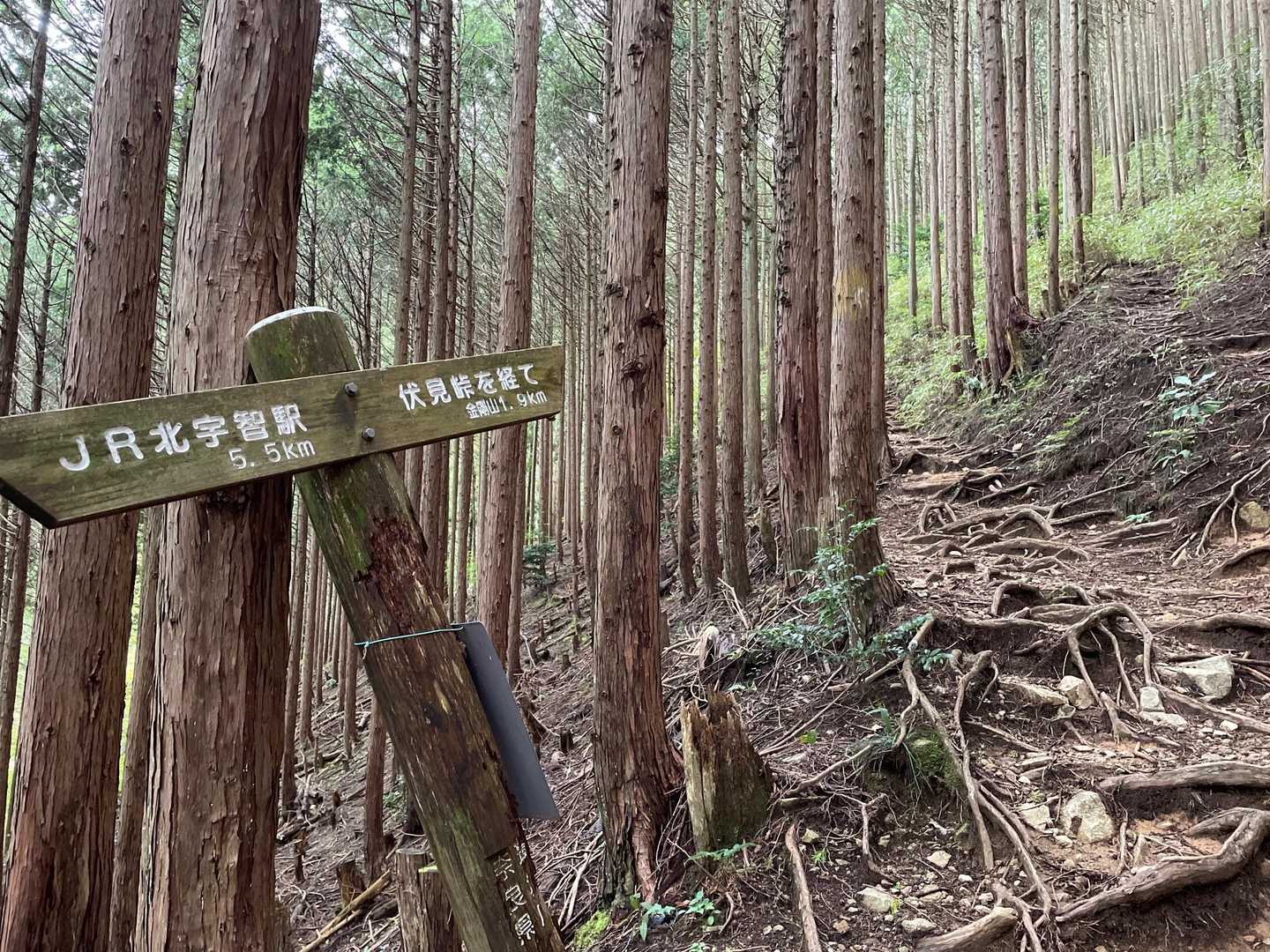 天ヶ滝新道登山口-伏見峠-金剛山葛木神社-金剛山 往復コースの写真