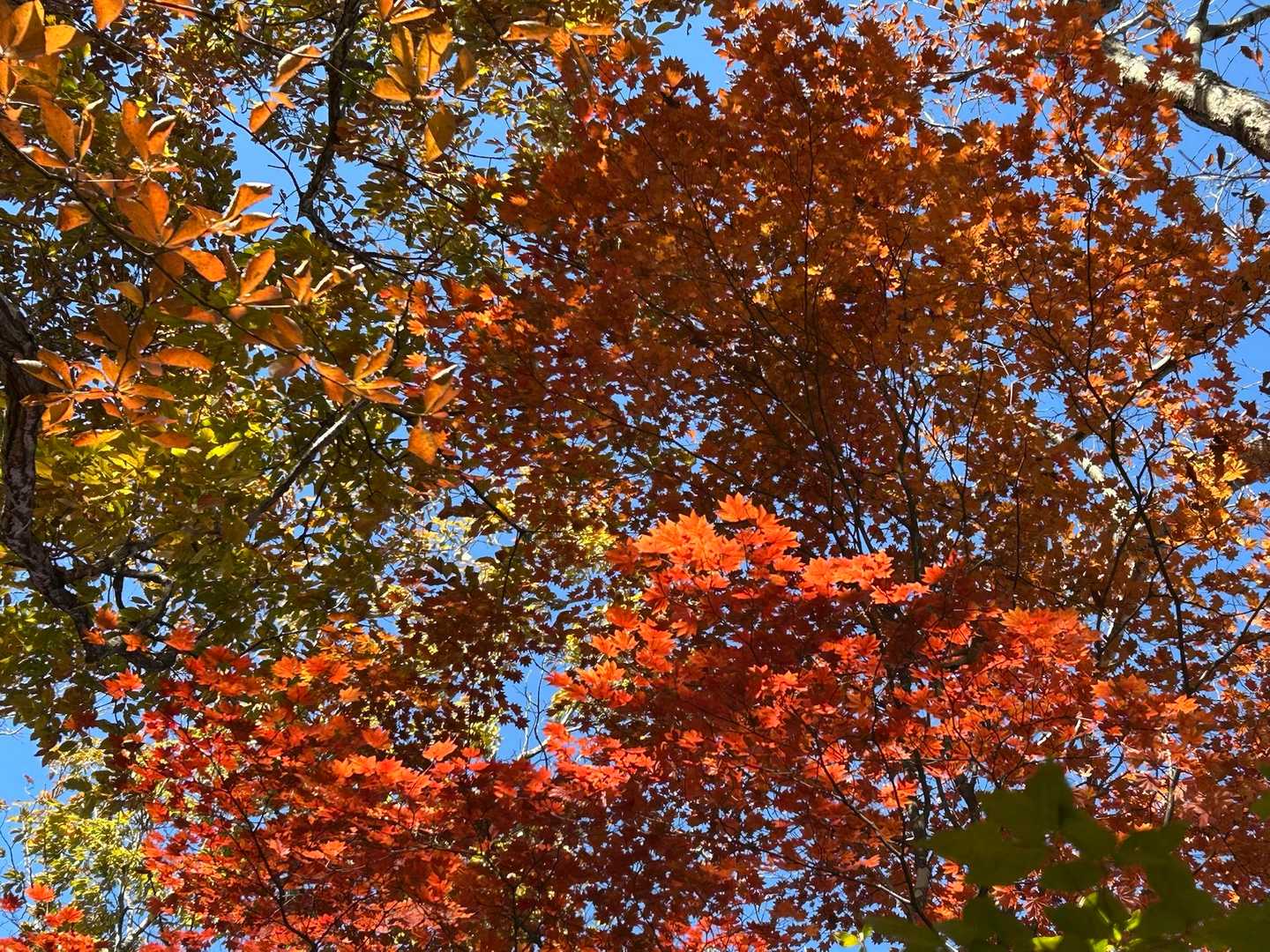 落ち葉が覆う急登を登っている
鮮やかな紅葉を見上げて一息
三方境でハーネスを付け、鎖場の手前あたりからショートロープで結ばれた。