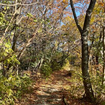 あとは整備された木段を下山するだけ！