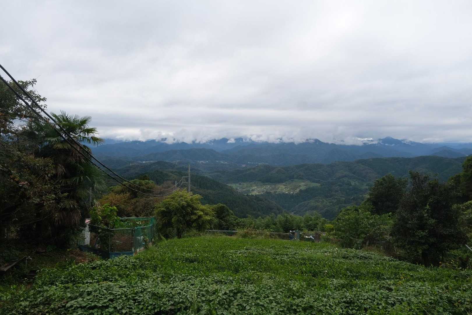 茶畑越しに
のどかな雰囲気の景色。
栃谷尾根の良い所です。